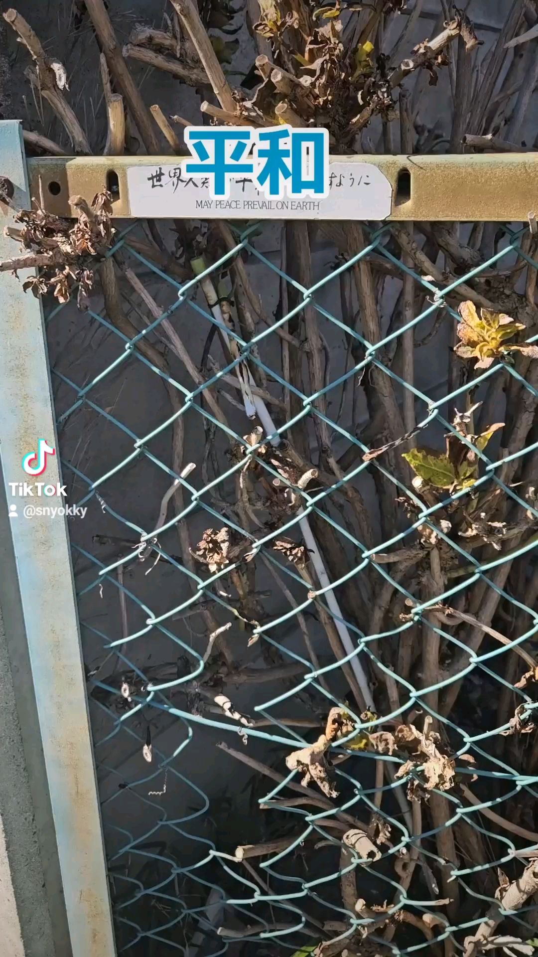 投稿動画サムネイル