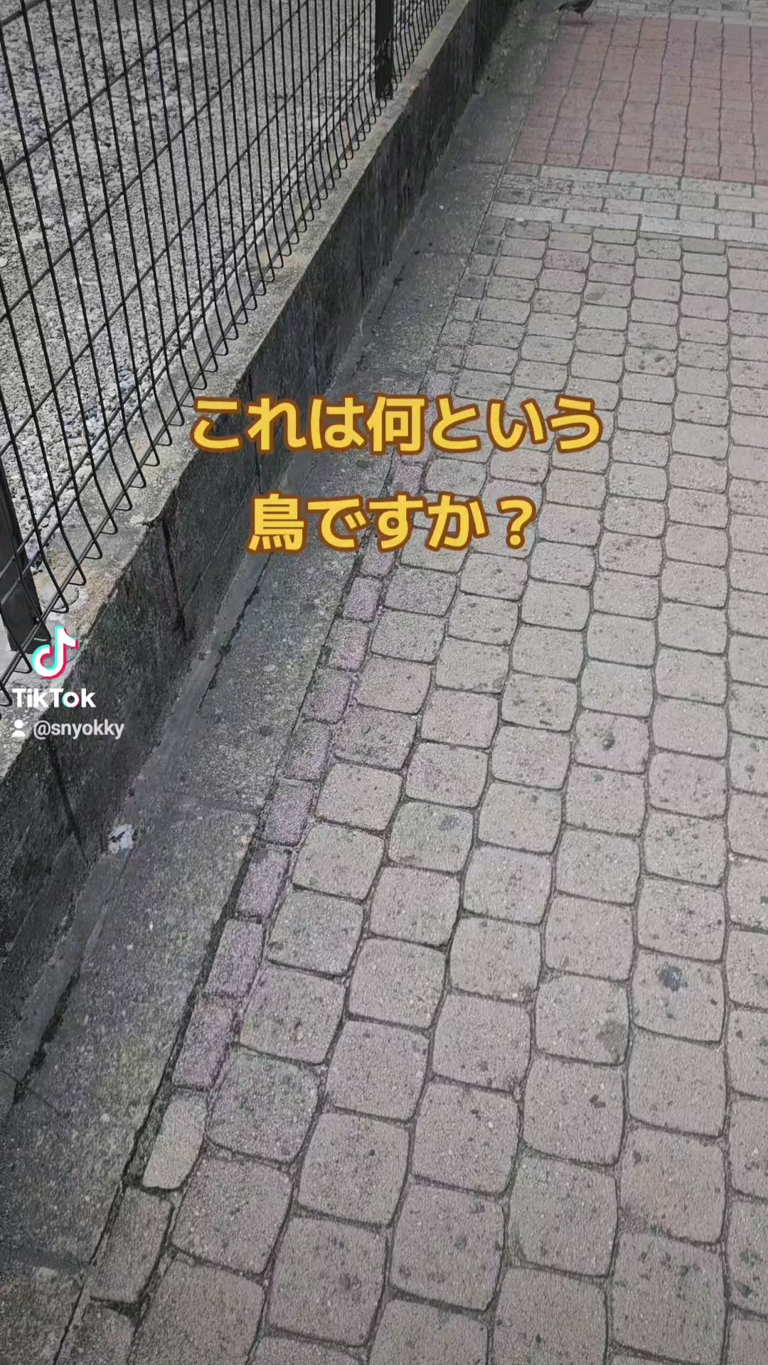 投稿動画サムネイル
