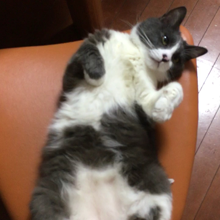 投稿動画サムネイル