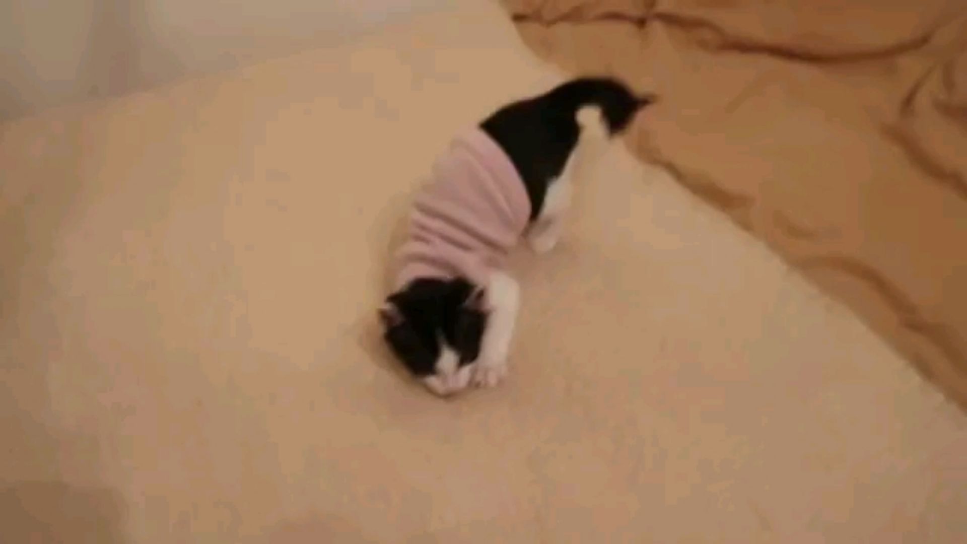 投稿動画サムネイル