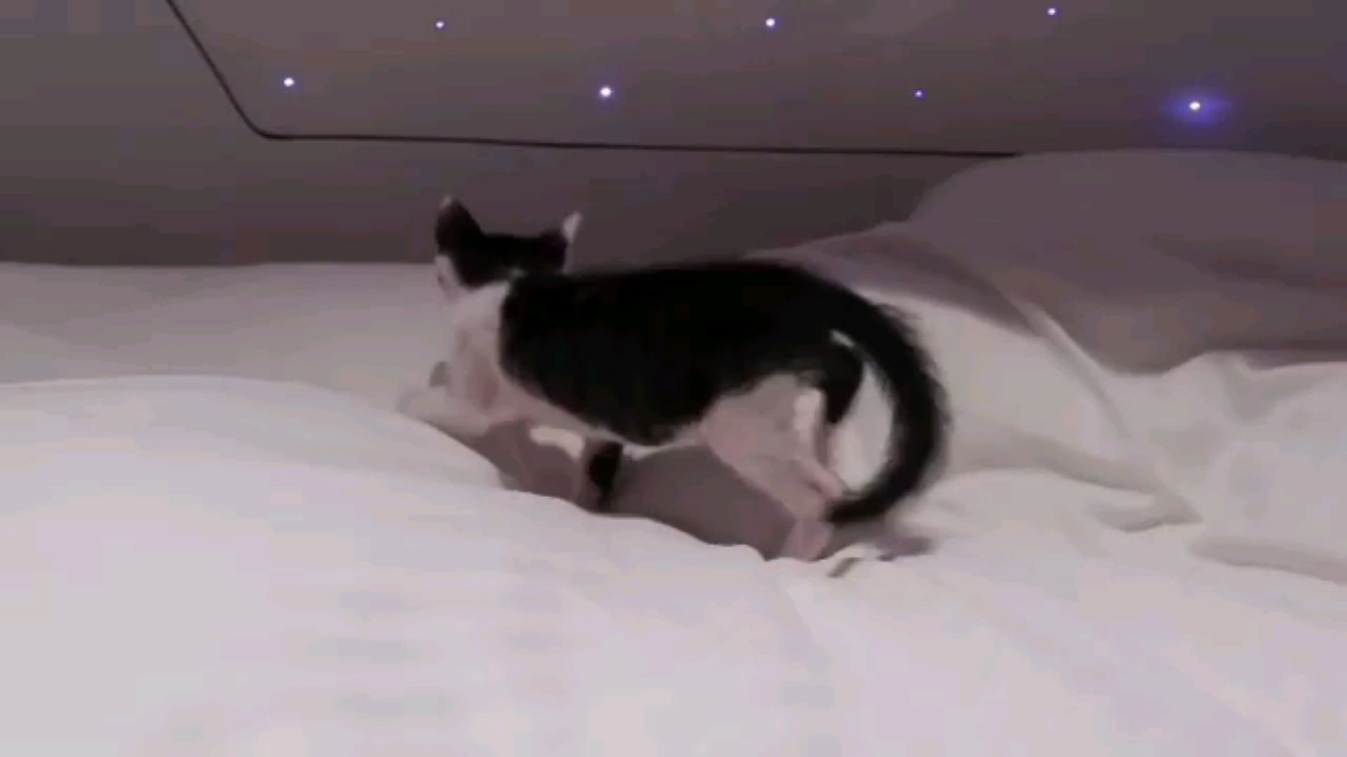 投稿動画サムネイル