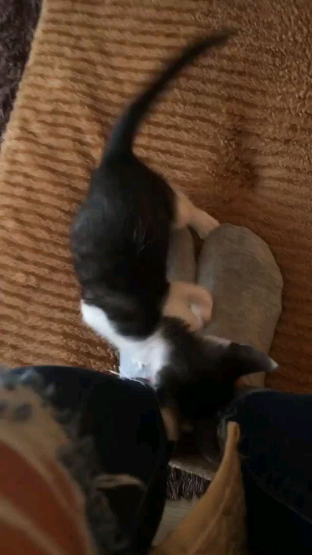 投稿動画サムネイル