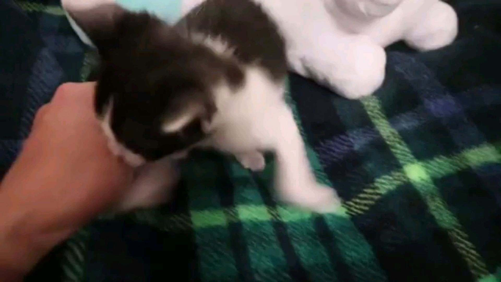 投稿動画サムネイル