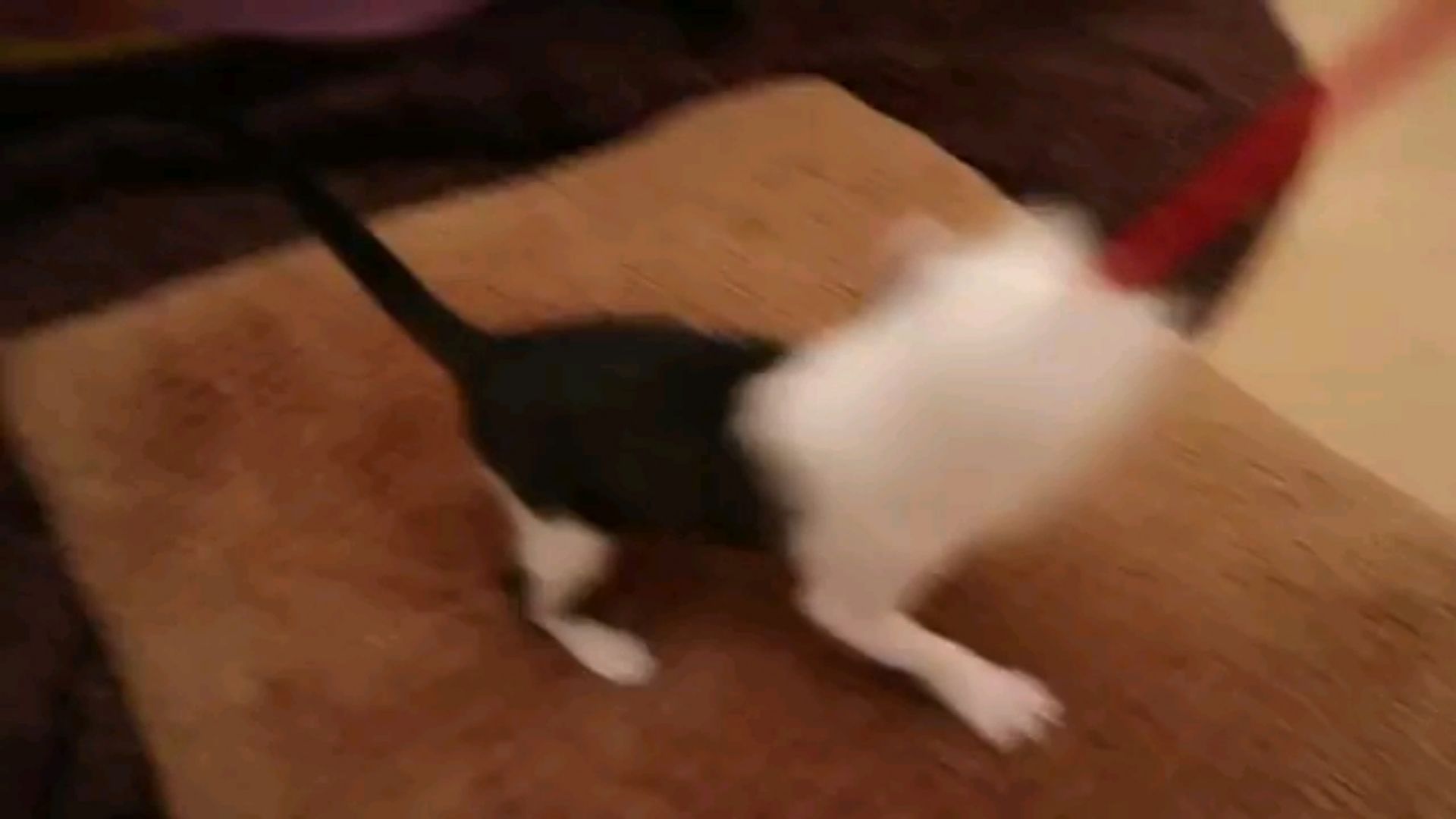 投稿動画サムネイル