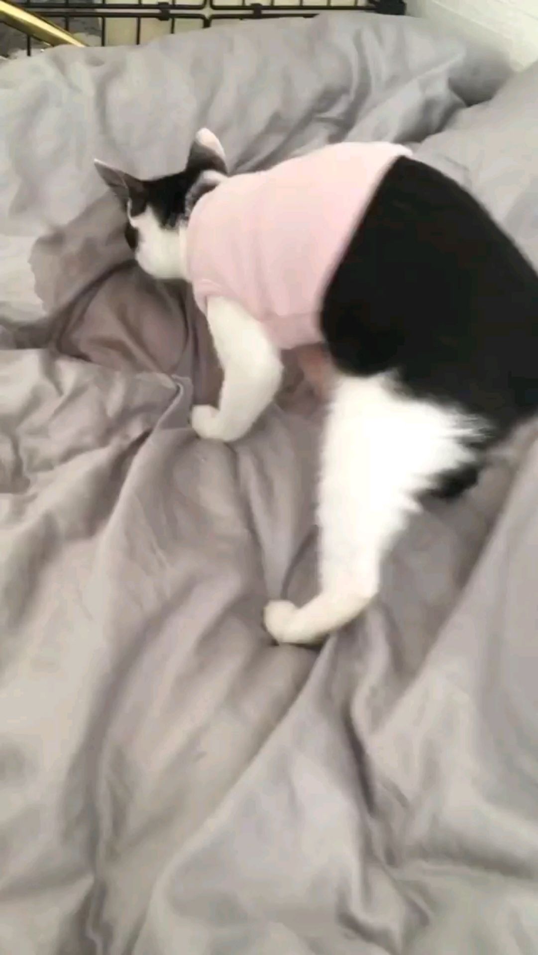 投稿動画サムネイル