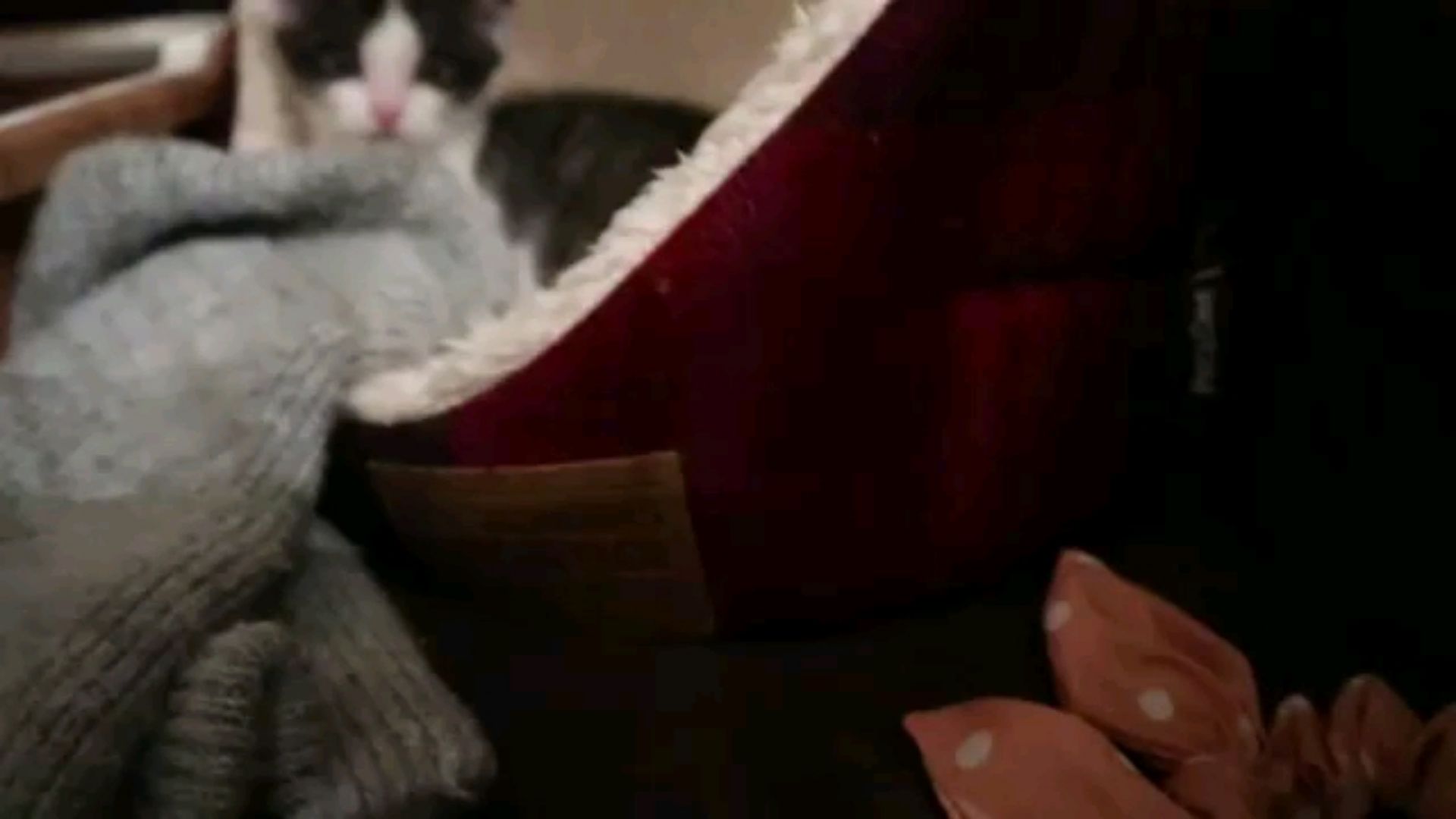 投稿動画サムネイル