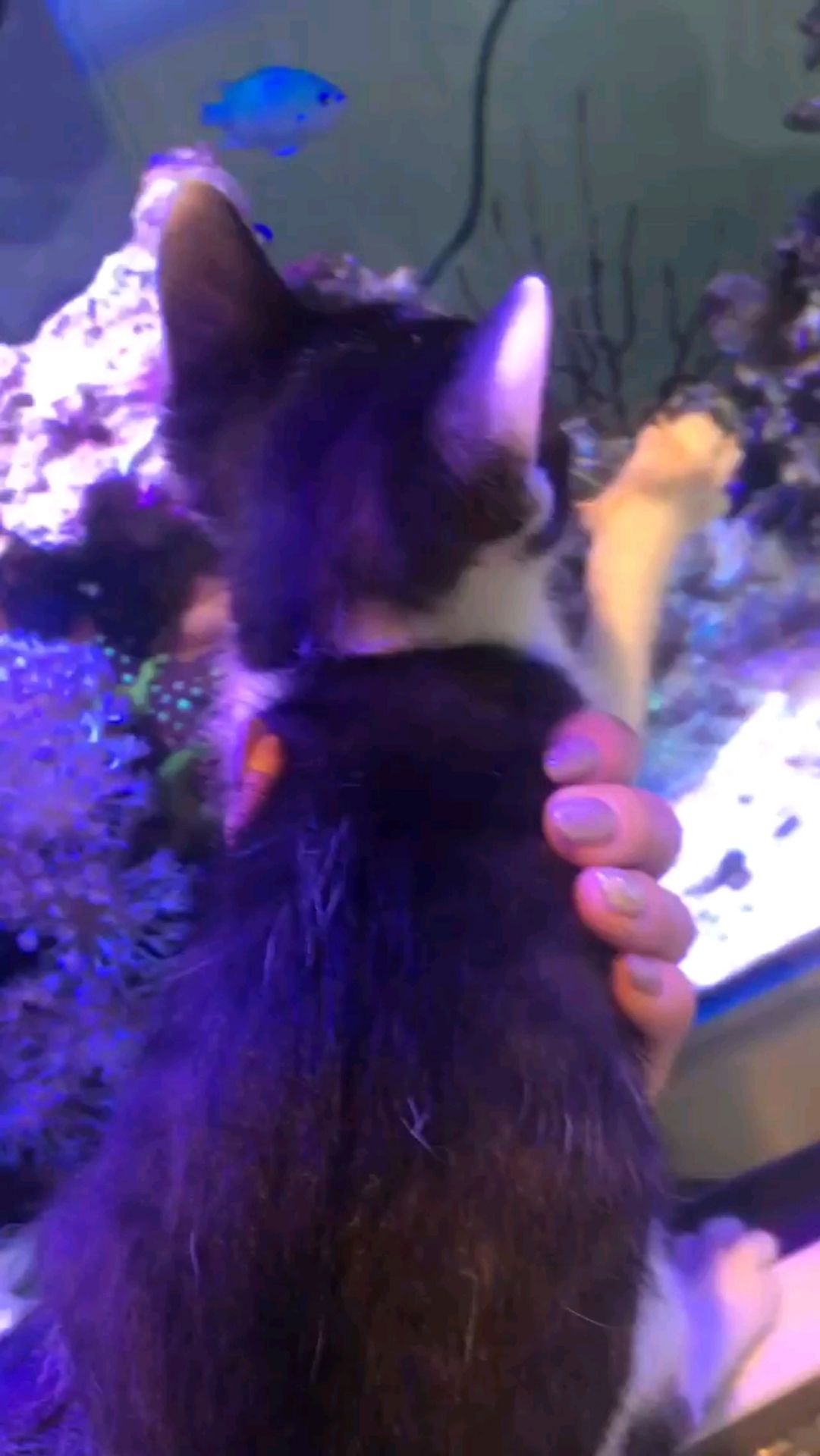 投稿動画サムネイル