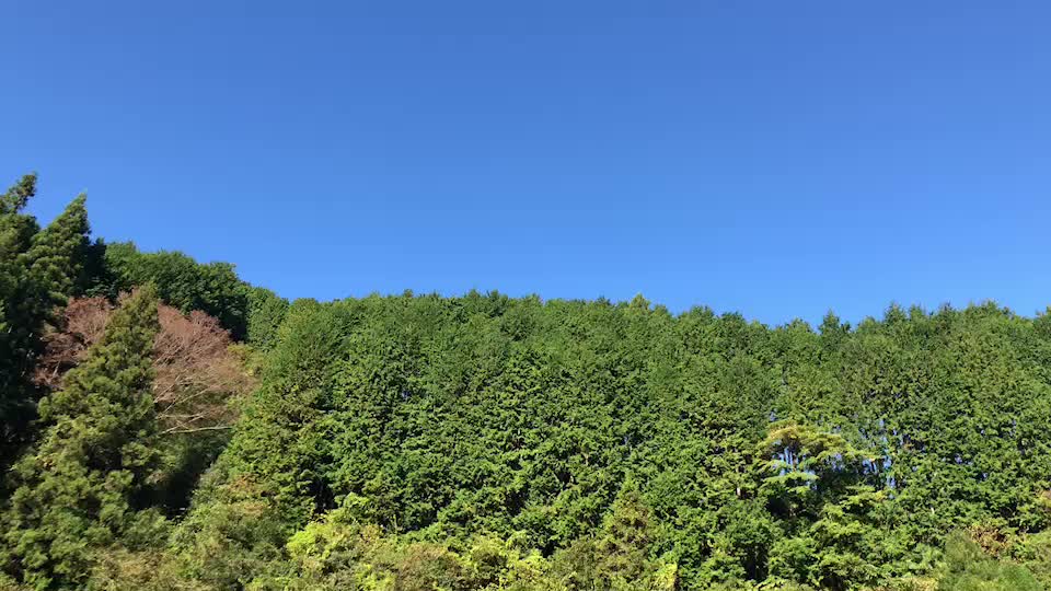 投稿動画サムネイル