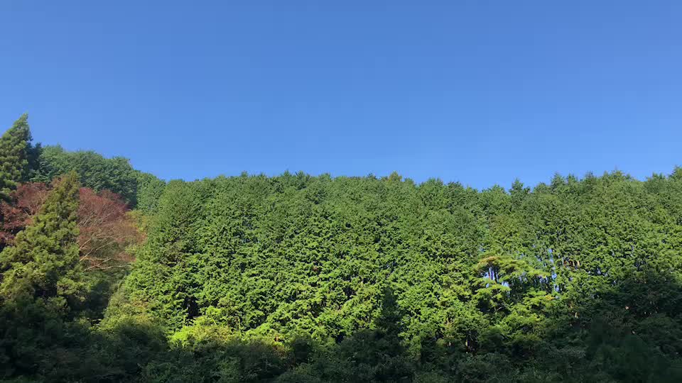 投稿動画サムネイル