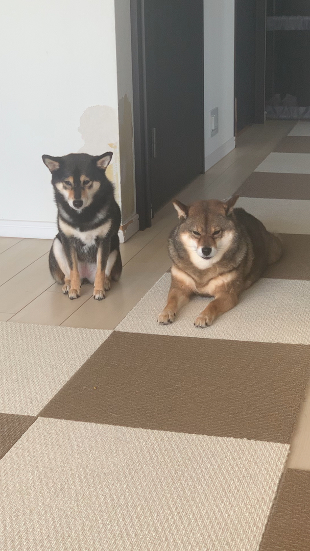 投稿動画サムネイル