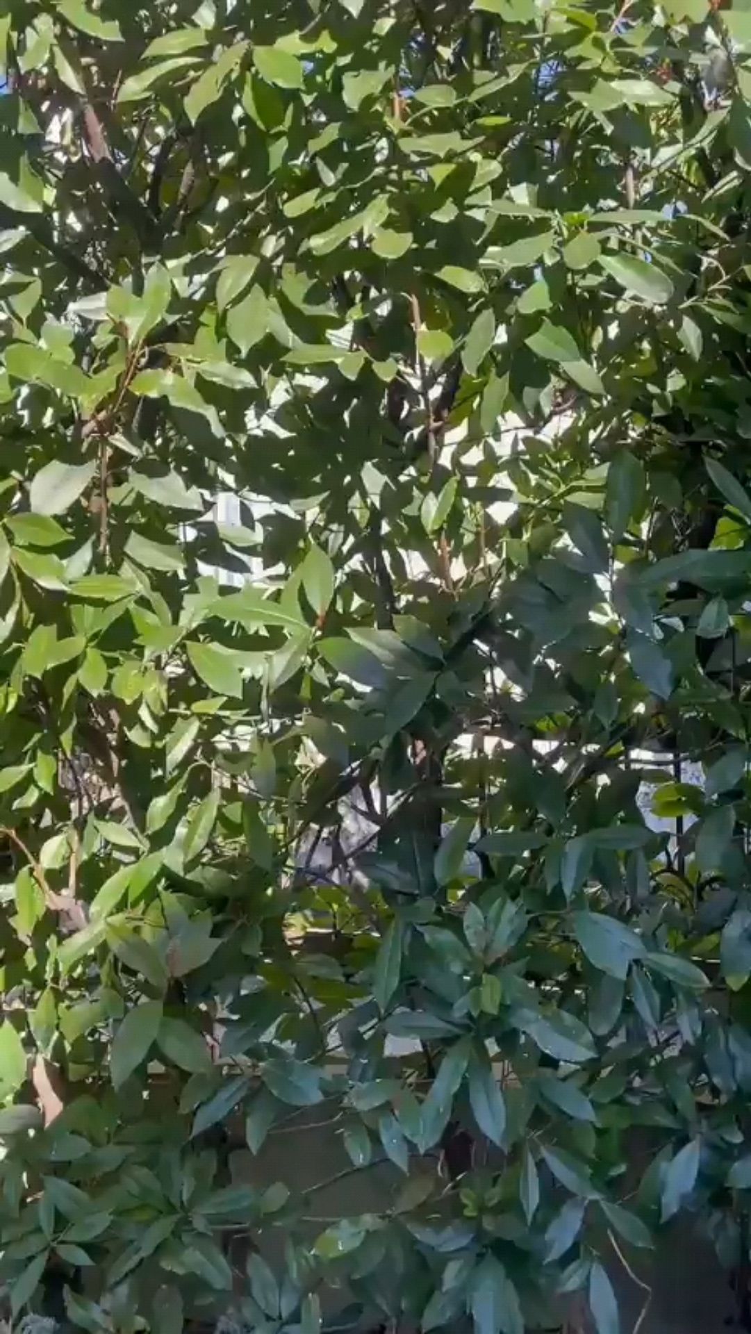 投稿動画サムネイル