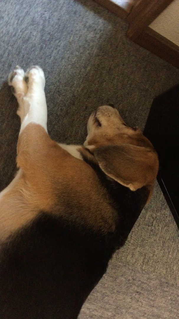 投稿動画サムネイル