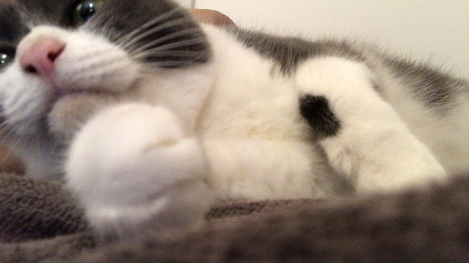 投稿動画サムネイル