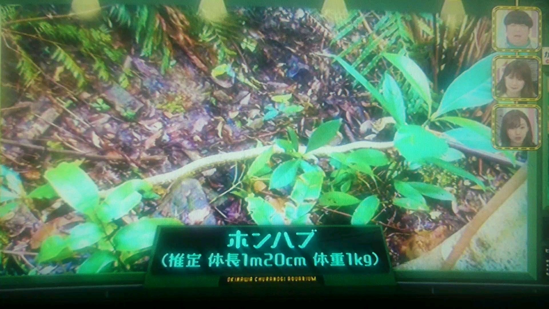 投稿動画サムネイル