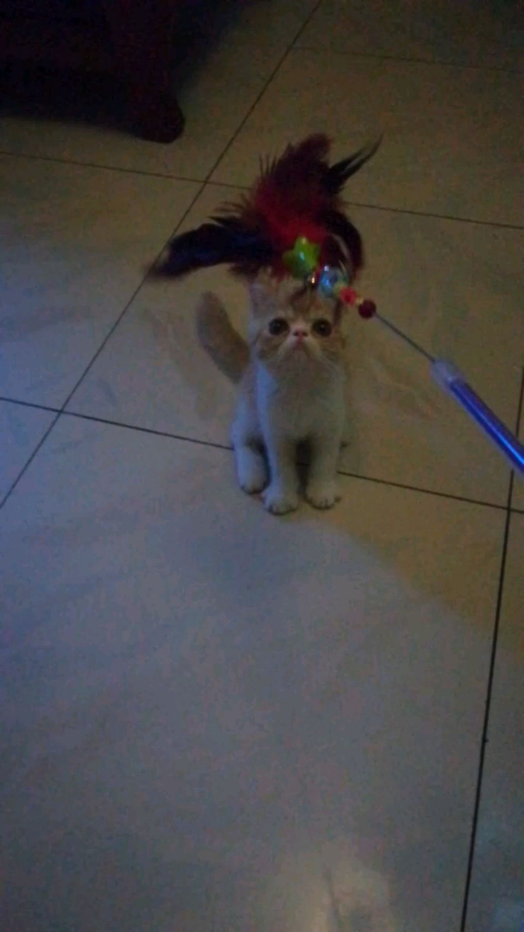 投稿動画サムネイル