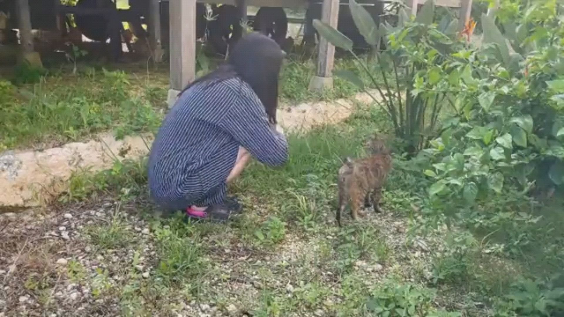投稿動画サムネイル