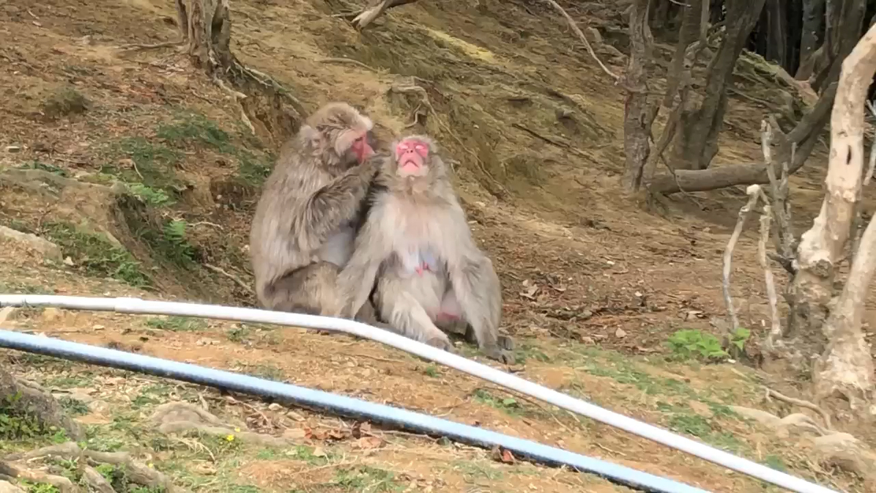 投稿動画サムネイル