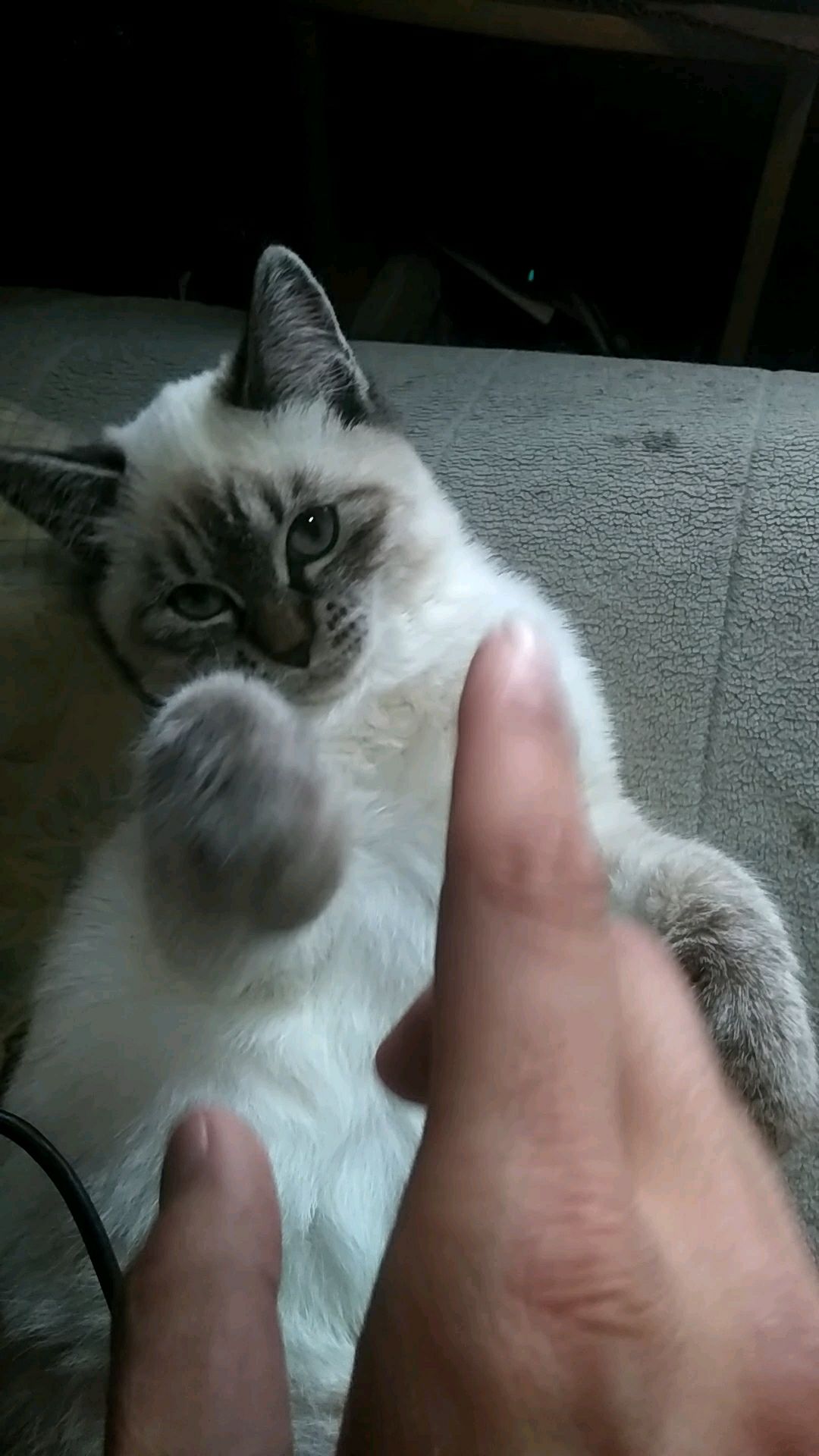 投稿動画サムネイル