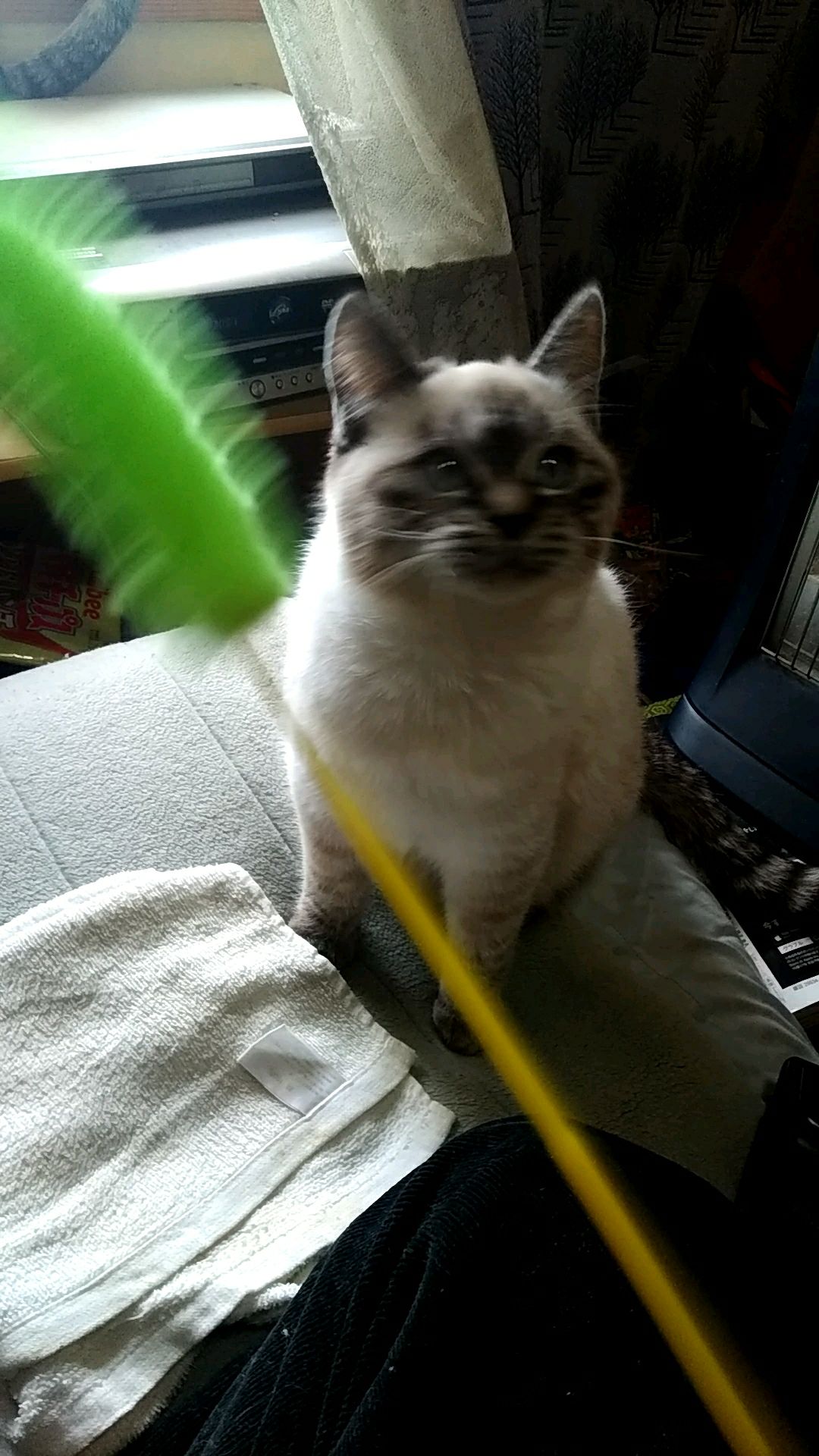 投稿動画サムネイル