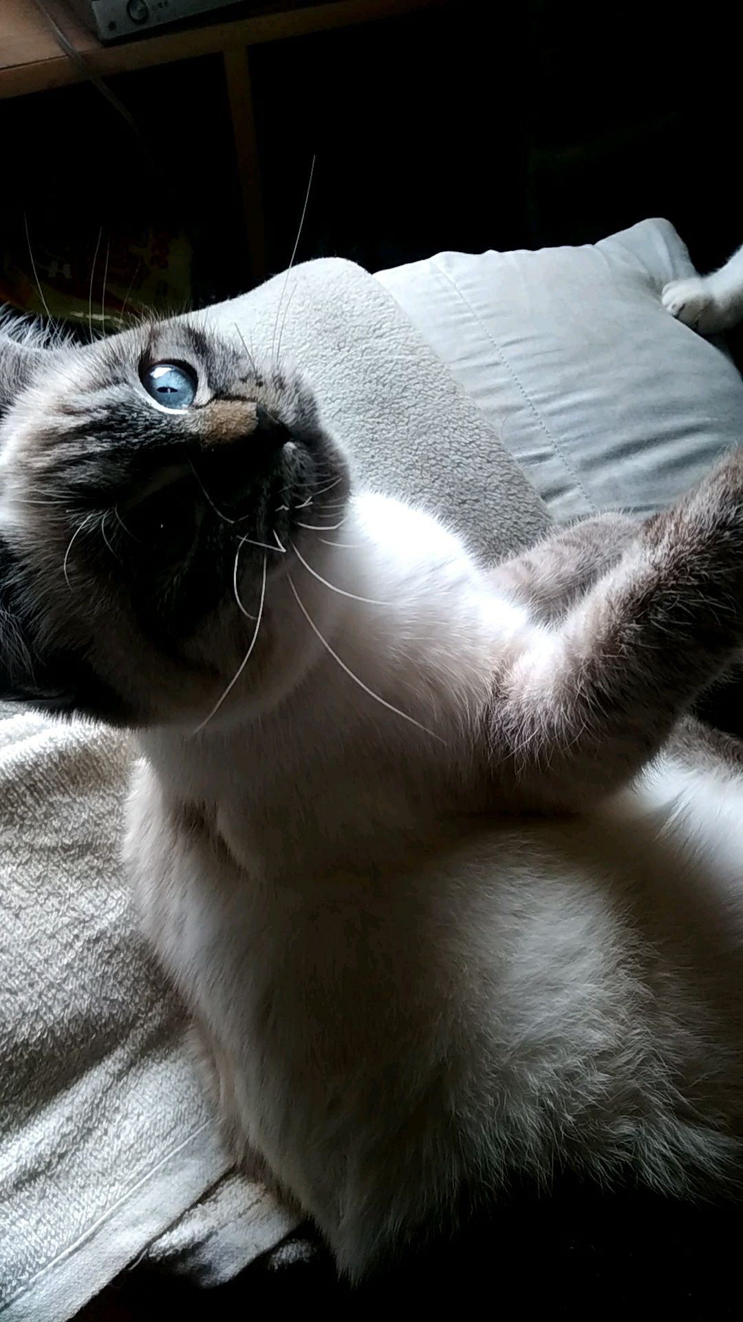 投稿動画サムネイル