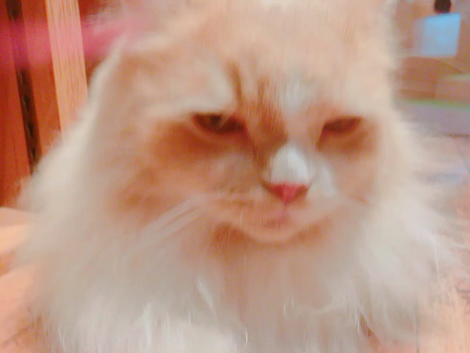 投稿動画サムネイル